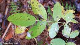 Image of Stigmella rosaefoliella (Clemens 1861) Wilkinson et al. 1979