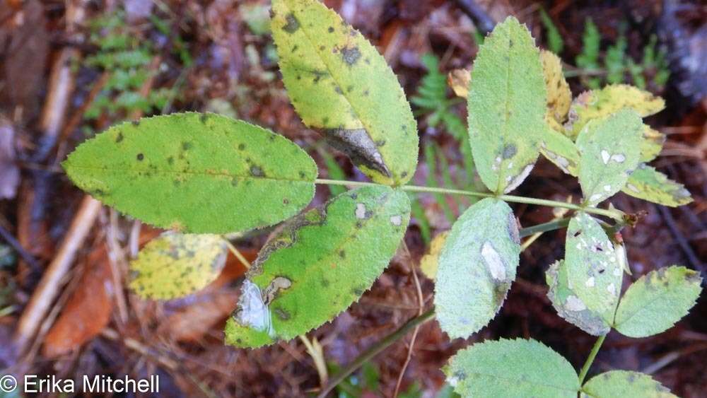 Image of Stigmella rosaefoliella (Clemens 1861) Wilkinson et al. 1979