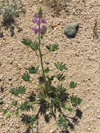 Imagem de Lupinus arizonicus (S. Watson) S. Watson