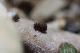 Image of Garden Springtail