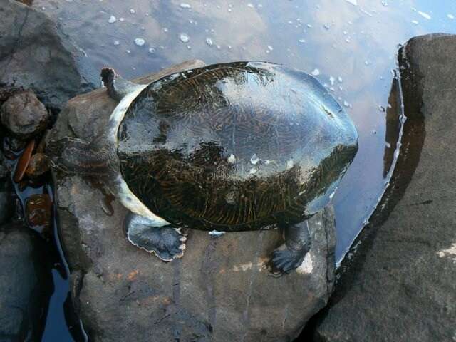 Image of William’s South-American Side-necked Turtle