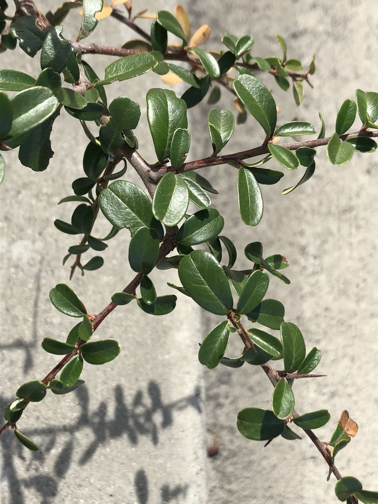 Image de Pyracantha koidzumii (Hayata) Rehd.