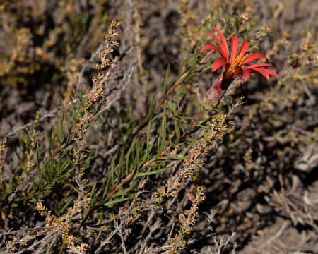 Image de Mutisia subulata rosmarinifolia (P. & E.) Cabrera