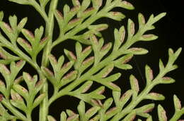 Image of Asplenium ritoense Hayata