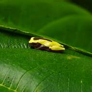 Imagem de Dendropsophus triangulum (Günther 1869)