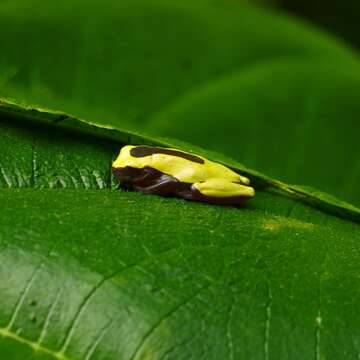 Image of Triangle Treefrog