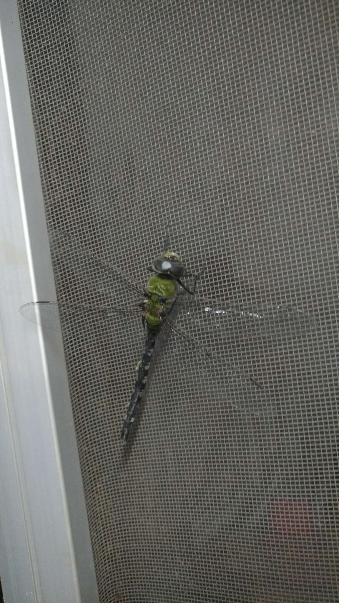 Image of Amazon Darner