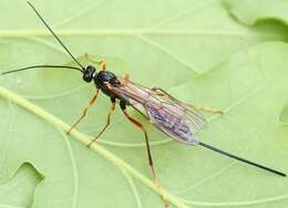 Image of Coleocentrus excitator (Poda 1761)