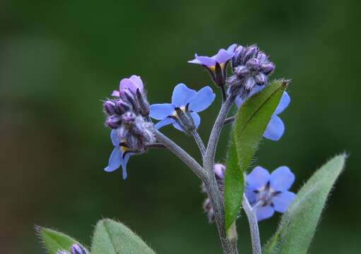 Image of Myosotis decumbens Host