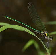 Image of Appalachian Jewelwing