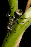 Image of Polyrhachis cupreata Emery 1895