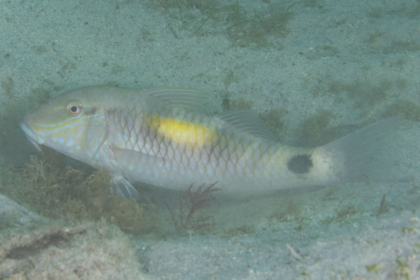 Слика од Parupeneus indicus (Shaw 1803)