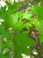 Plancia ëd Acer cappadocicum subsp. cappadocicum