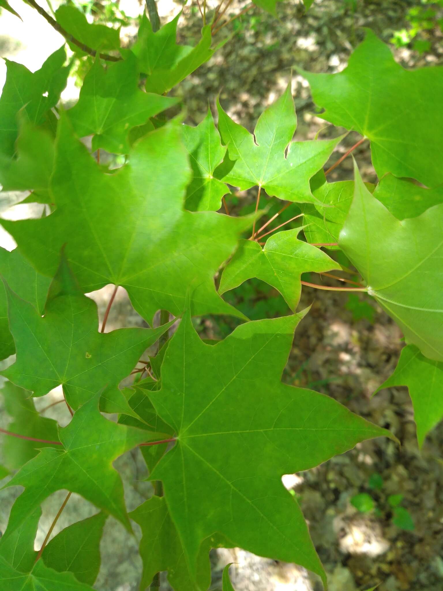 Plancia ëd Acer cappadocicum subsp. cappadocicum