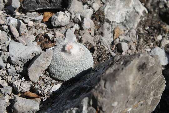 Image of Epithelantha greggii subsp. potosina