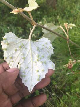 Image of Calloose Grape