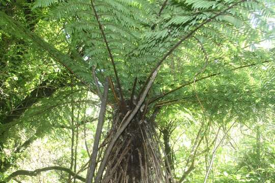 Image of Tree Fern Soft