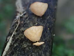 Image of Campanella pustulata (Berk. & Broome) Lloyd 1986