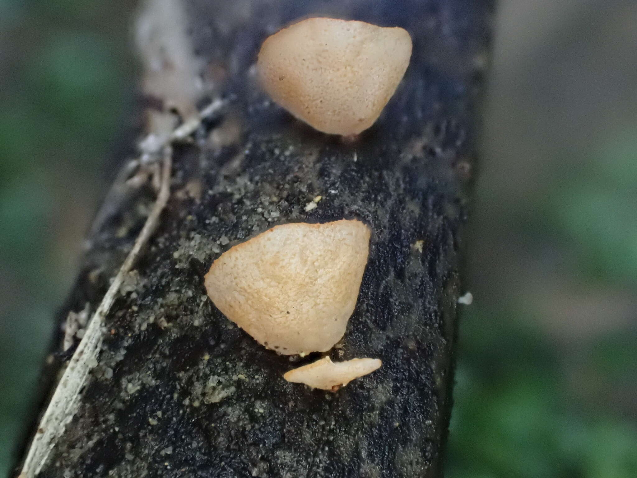 Sivun Campanella pustulata (Berk. & Broome) Lloyd 1986 kuva