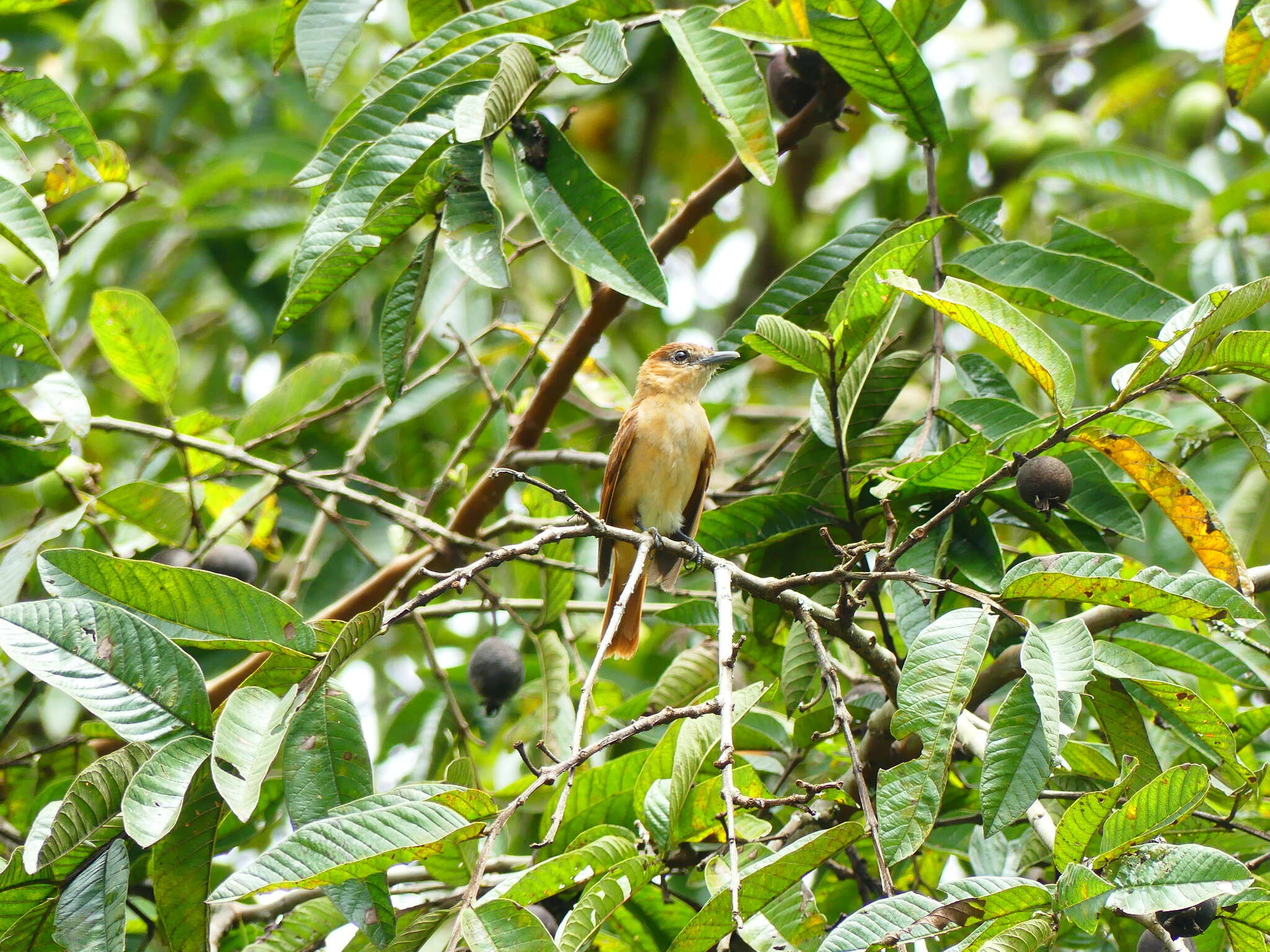 Plancia ëd Pachyramphus cinnamomeus Lawrence 1861