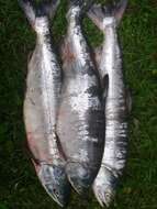 Image of Calico salmon