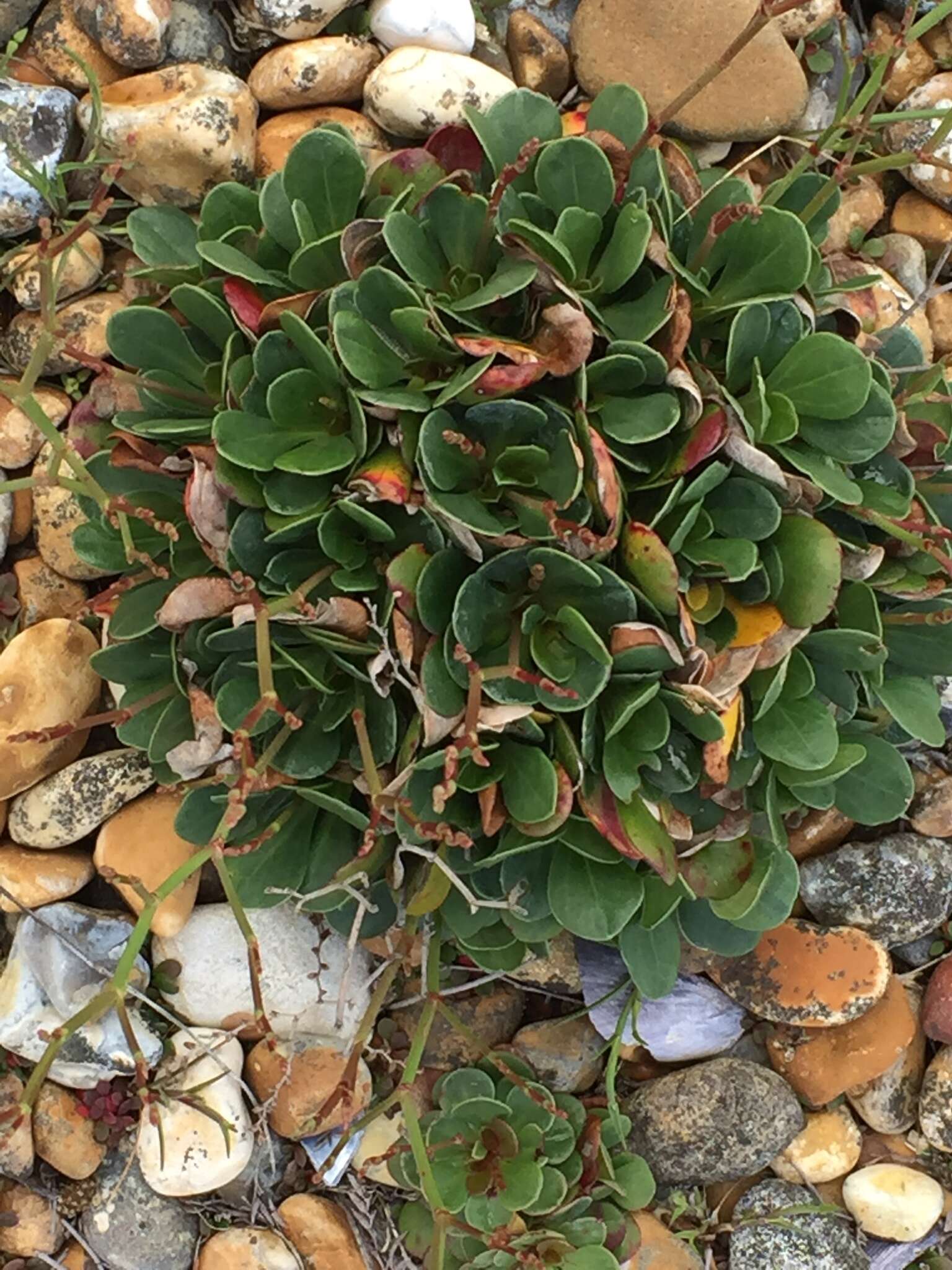 Image of Limonium hyblaeum Brullo