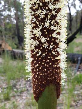 Image of Xanthorrhoea resinosa Pers.