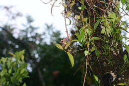 Image of Aeschynanthus perrottetii A. DC.