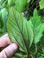 Image of Hawai'i false nettle