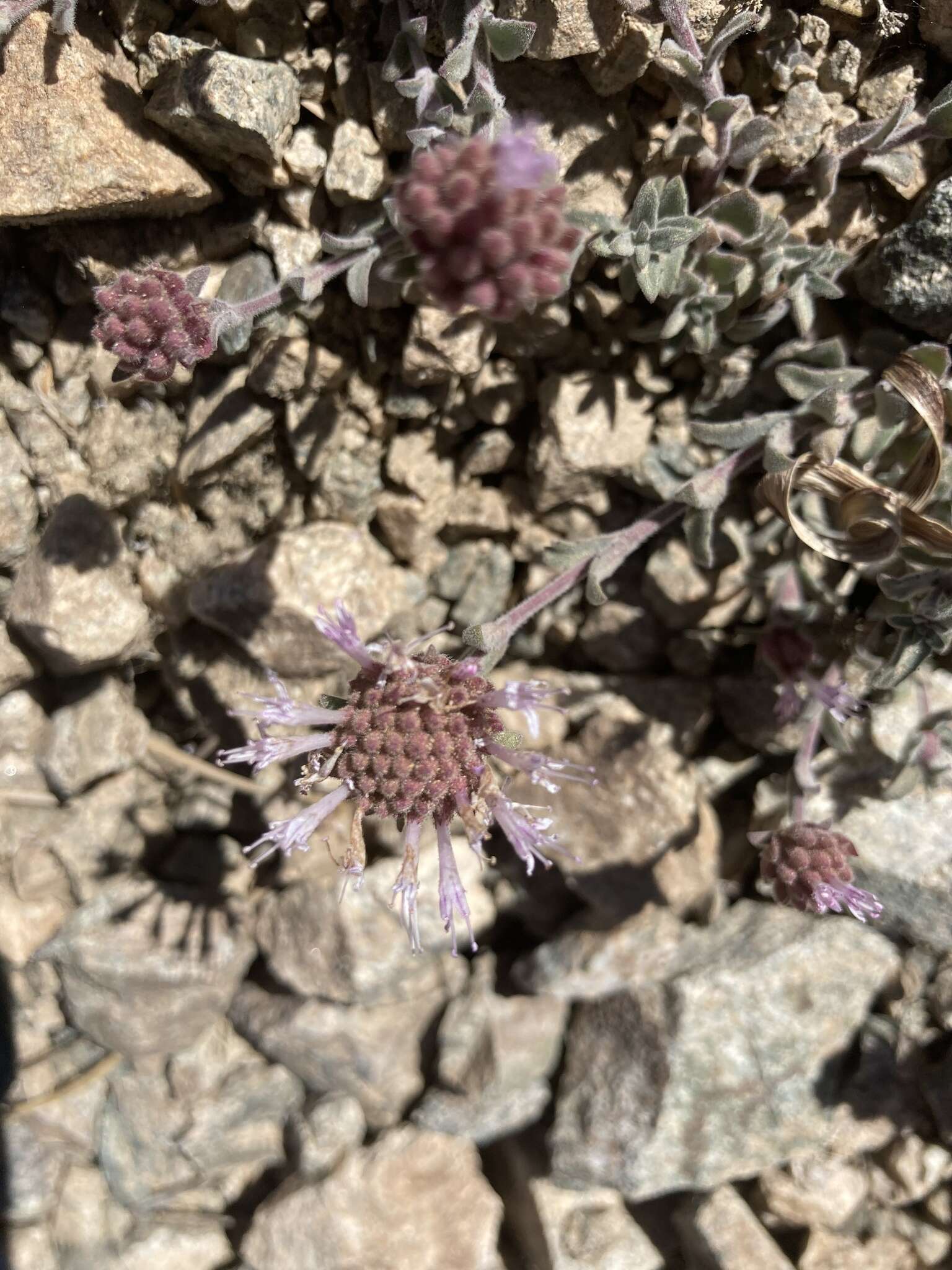 Image de Monardella australis subsp. cinerea (Abrams) A. C. Sanders & Elvin