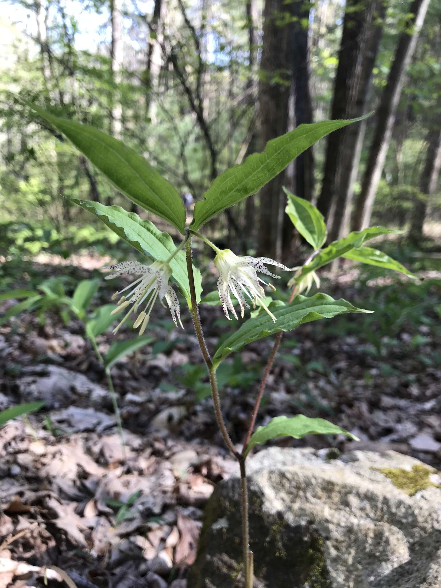 Prosartes maculata (Buckley) A. Gray的圖片