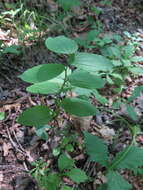 Image of Polygonatum desoulavyi Kom.