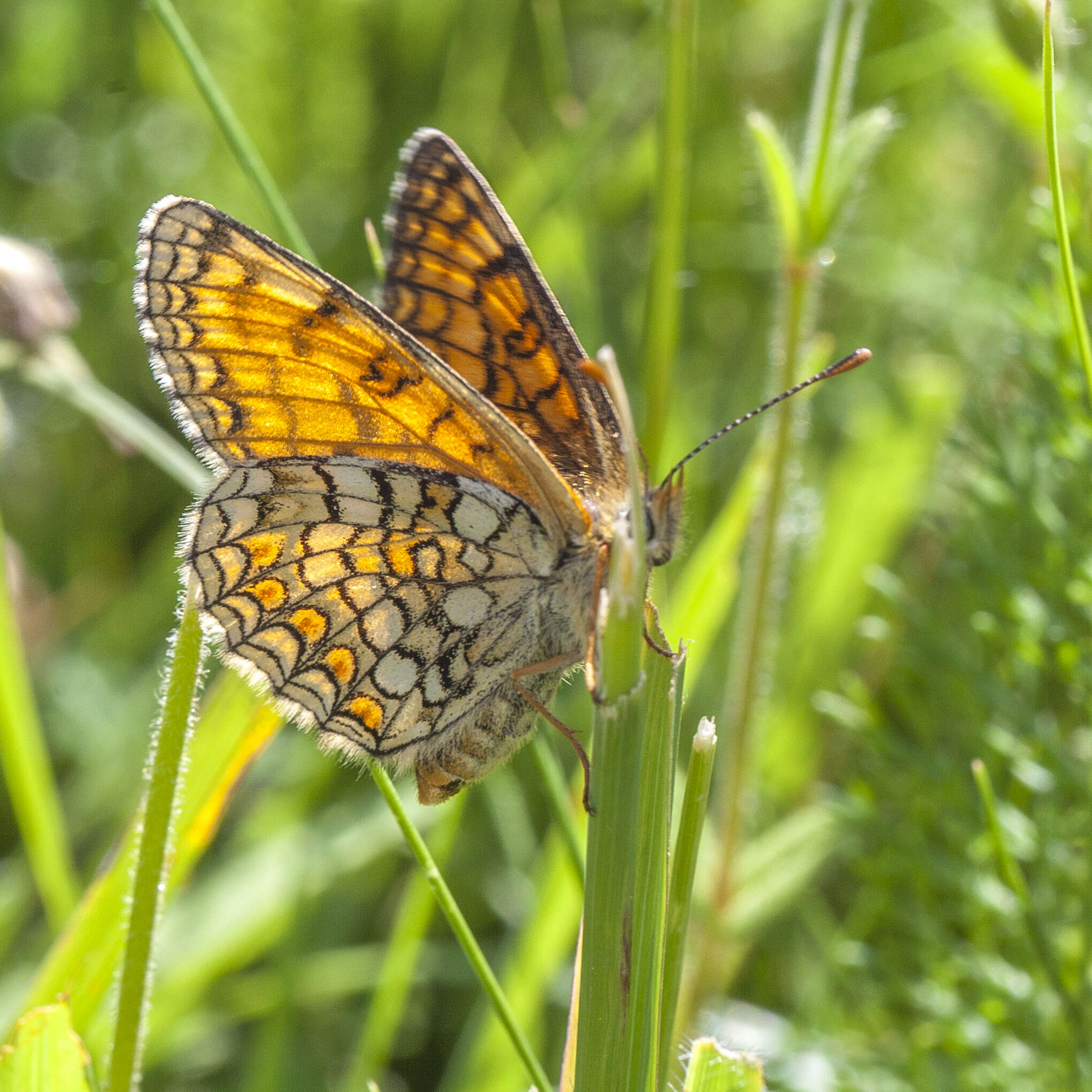 Image of <i>Melitaea parthenoides</i>