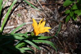 Image of Amur daylily