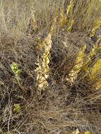 Image of velvety goldenrod