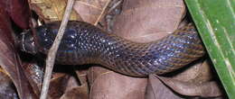 Coelognathus subradiatus (Schlegel 1837)的圖片