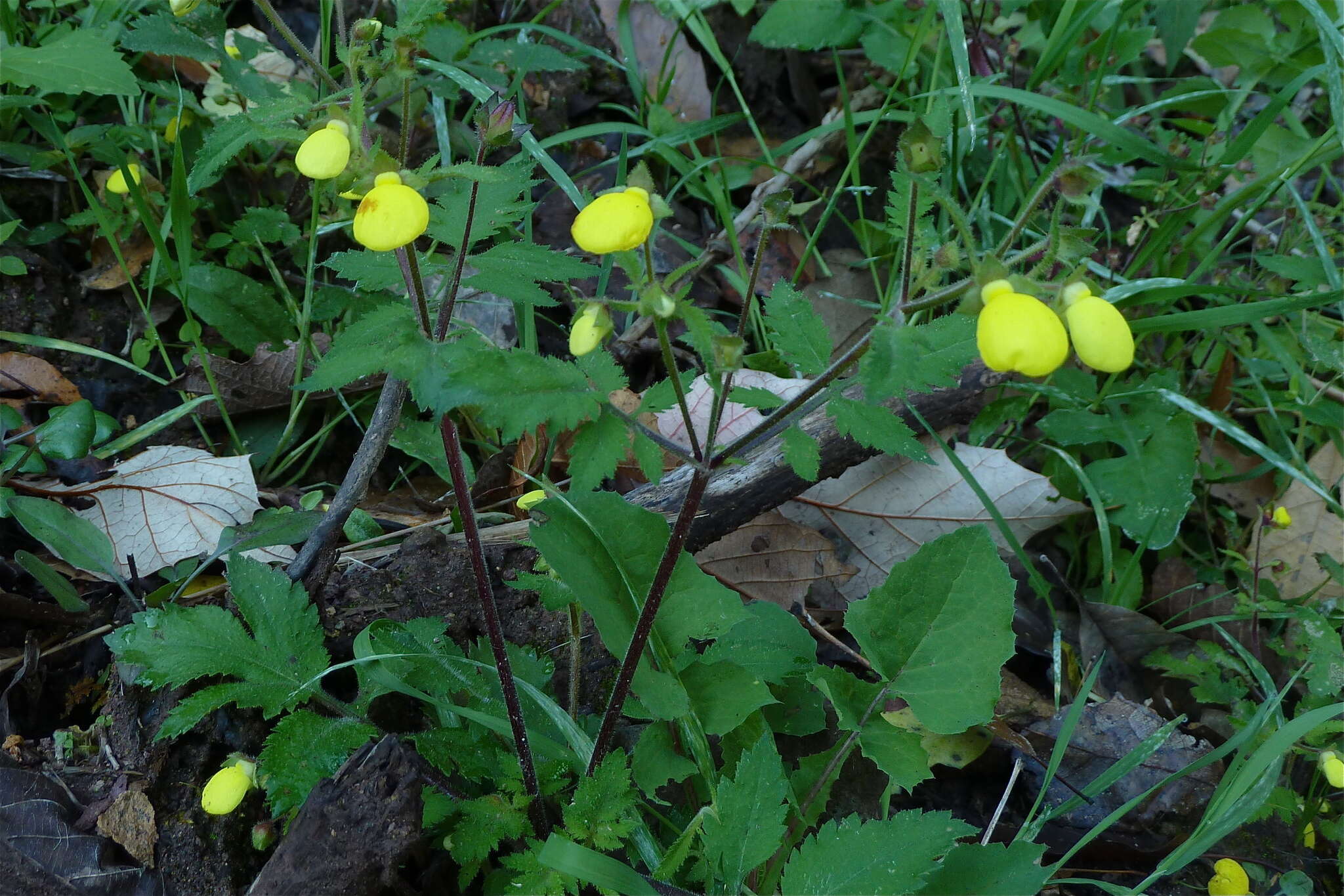 Image of Calceolaria mexicana Benth.