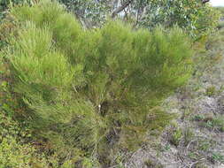 Imagem de Hakea rostrata F. Müll.