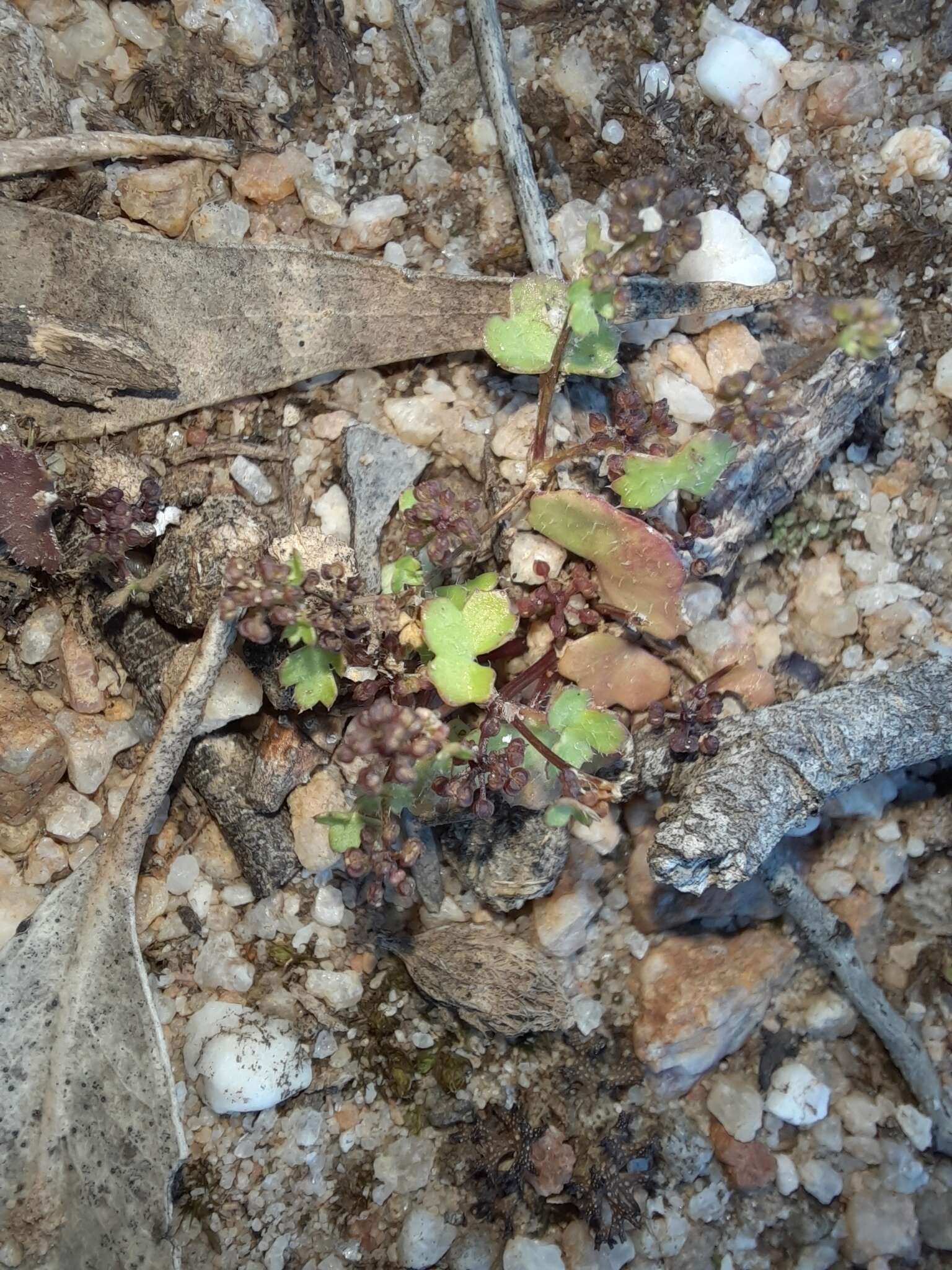 Image of Hydrocotyle callicarpa Bunge