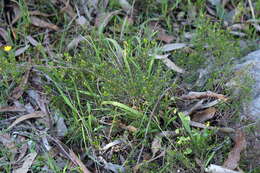 Image of Hibbertia exutiacies N. A. Wakefield