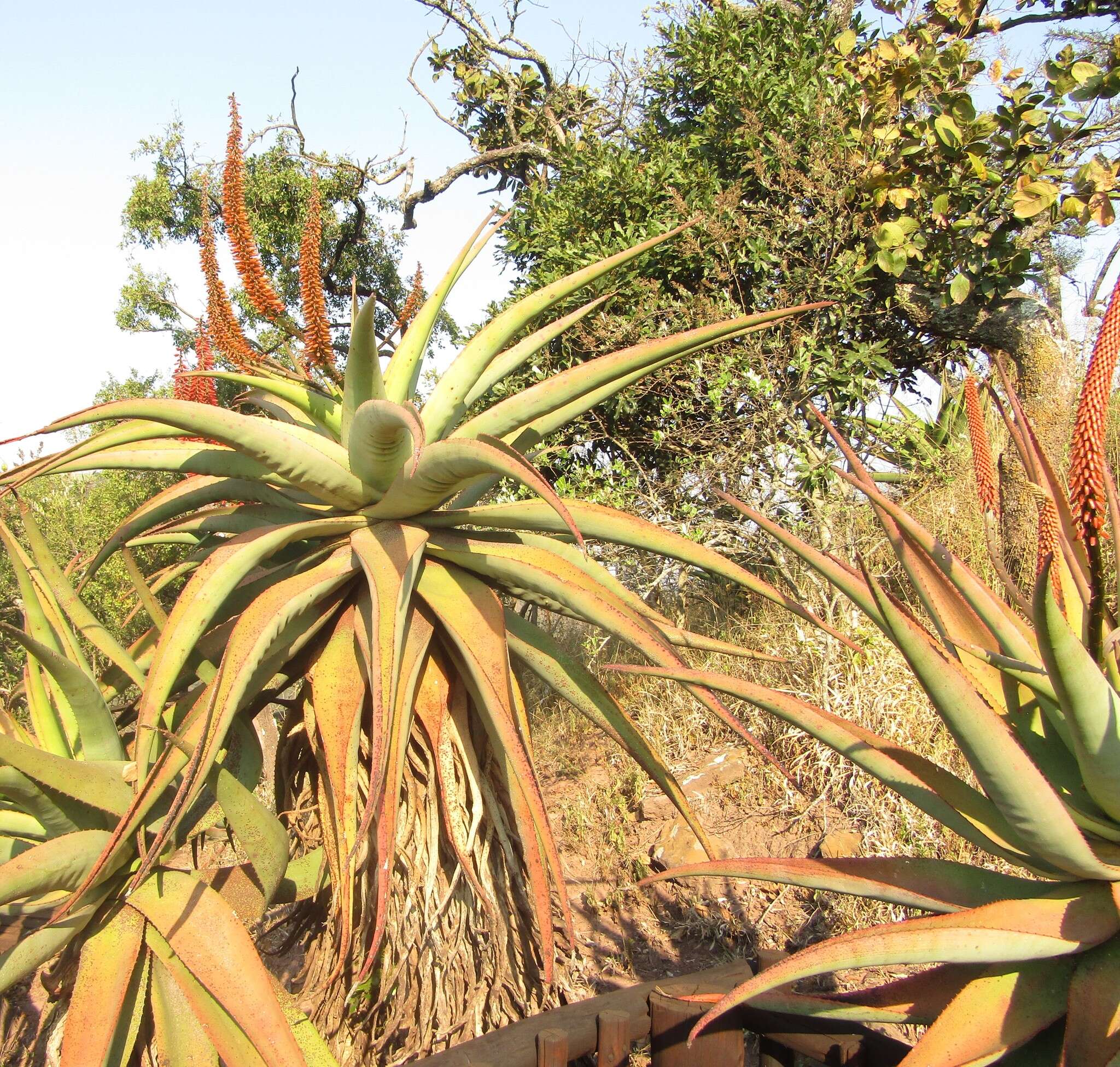 Aloe candelabrum A. Berger resmi