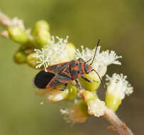 Image of Graptostethus varipictus Slater Alex 1985