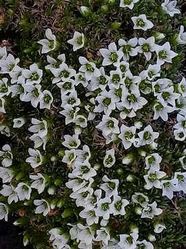 Image of longpod stitchwort