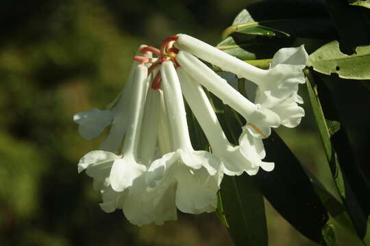 صورة Rhododendron rhodopus Sleum.