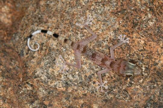 Image of Asaccus margaritae Carranza, Simó-Riudalbas, Jayasinghe, Wilms & Els 2016