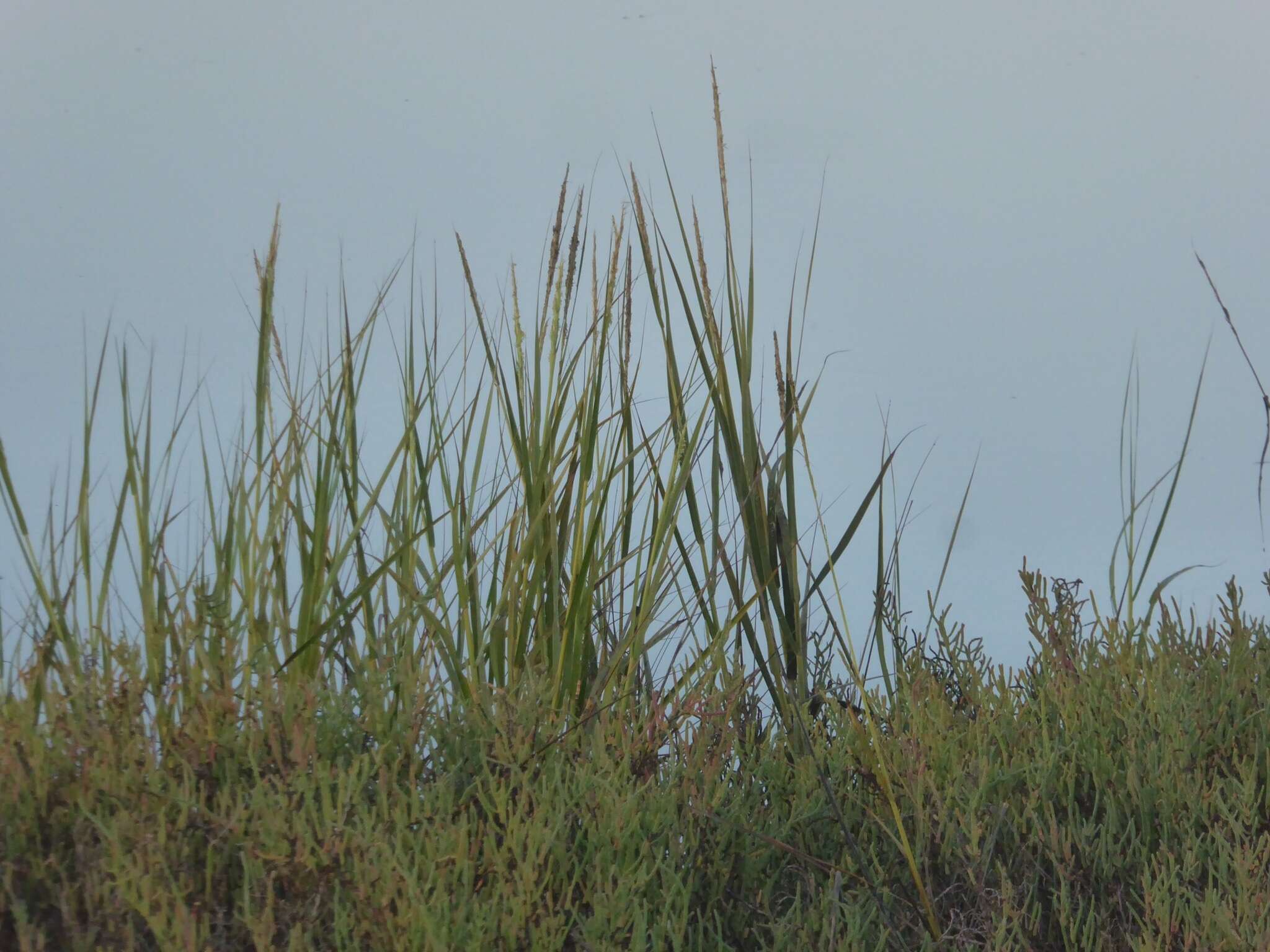 Image of California Cord Grass