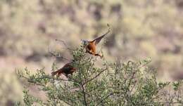 Image of Cape Rock Thrush