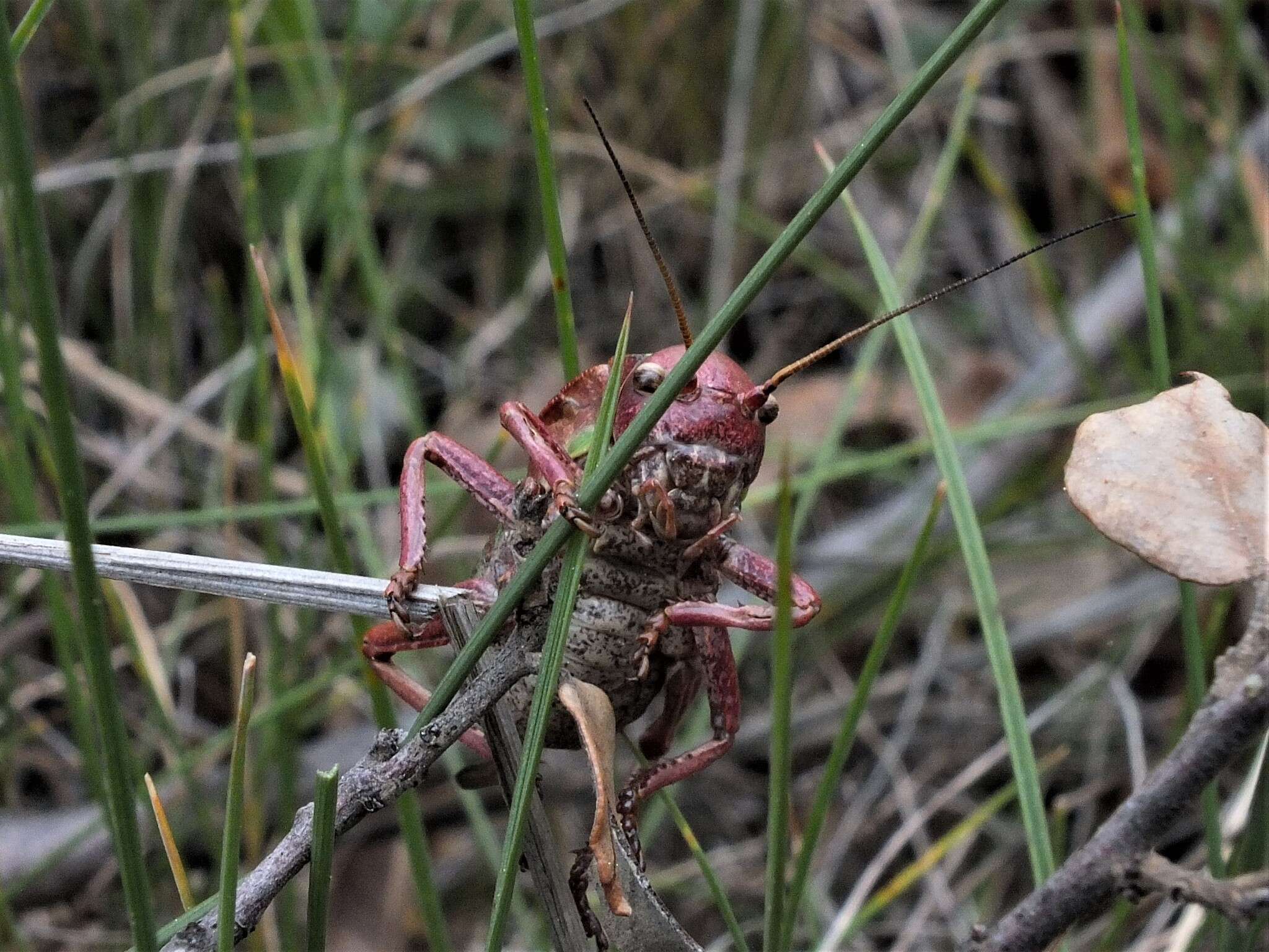 Image of Pycnogaster (Pycnogaster) valentini Pinedo 1987