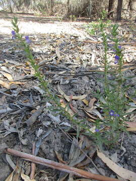 Слика од Stemodia florulenta W. R. Barker