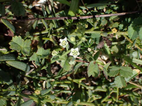 Image of bastard toadflax